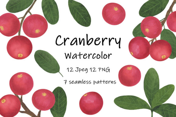 Collection Berries Cranberry Branch Illustrations